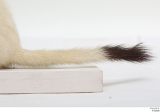 Weasel tail 0001.jpg